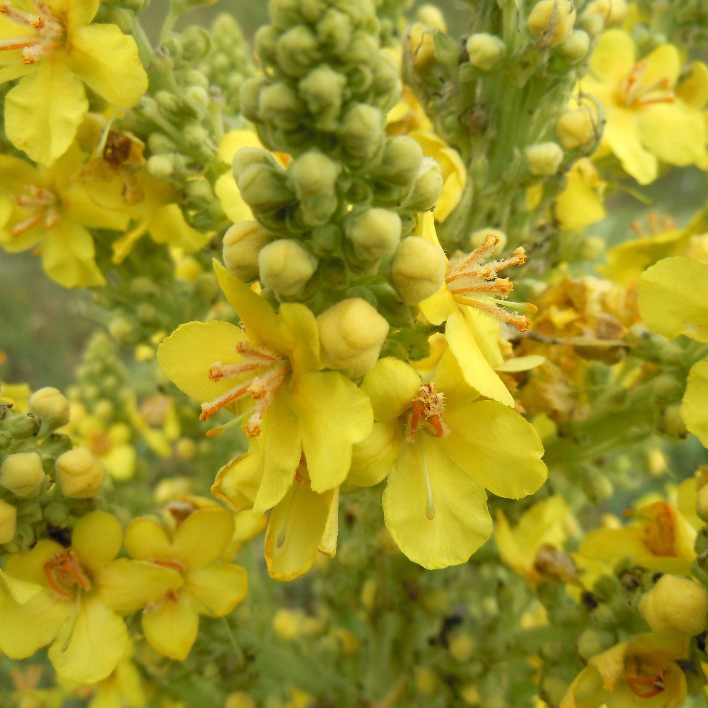 400g Organic Mullein Leaf - Dried Herbal Verbascum Thapsis